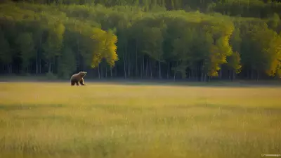 Nature's Symphony A Glorious Day with the Wildlife of Taiga