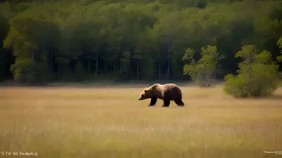 Nature's Symphony A Glorious Day with the Wildlife of Taiga