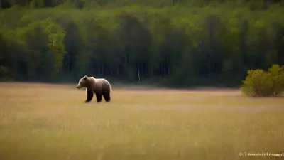 Nature's Symphony A Glorious Day with the Wildlife of Taiga
