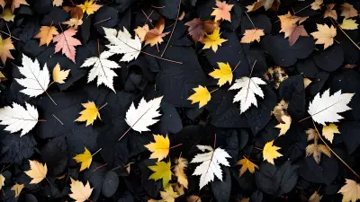 Black and White Jewels in the Falling Leaves