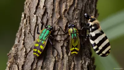 Capturing the Ecosystem Interplay in the World of Insects A Photograph from the Lens of a Wildlife Researcher