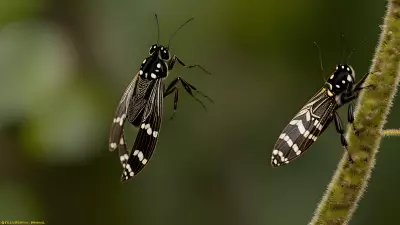 Capturing the Ecosystem Interplay in the World of Insects A Photograph from the Lens of a Wildlife Researcher