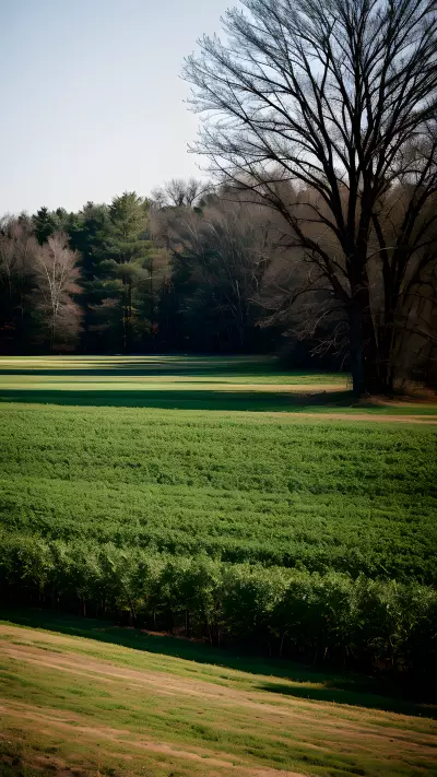 Capturing Minimalistic Farm Art a Tribute to William Eggleston