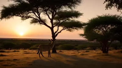 Majestic Oasis at Sunrise A Captivating Backlighting Scene