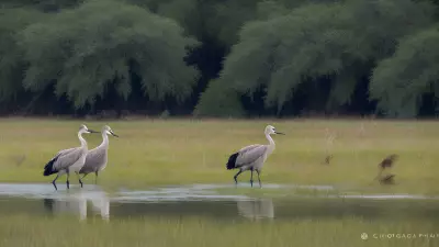 Capturing the Wild Courtship Displays in a Wet Meadow