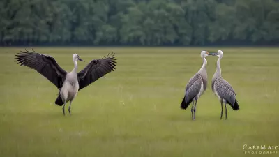 Capturing the Wild Courtship Displays in a Wet Meadow