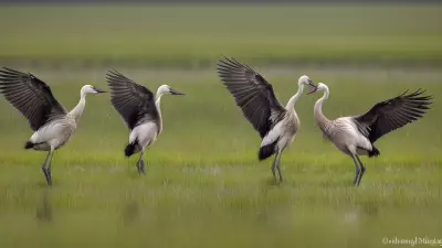 Capturing the Wild Courtship Displays in a Wet Meadow