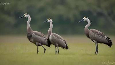 Capturing the Wild Courtship Displays in a Wet Meadow