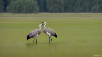 Capturing the Wild Courtship Displays in a Wet Meadow