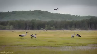 Capturing the Wild Courtship Displays in a Wet Meadow