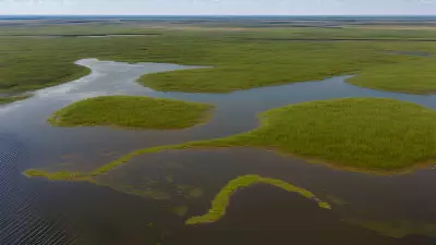 Extraordinary Diversity Wildlife of Marshes