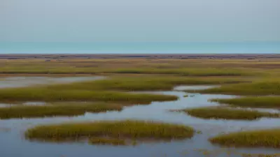 Extraordinary Diversity Wildlife of Marshes