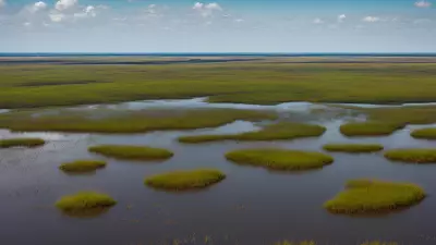 Extraordinary Diversity Wildlife of Marshes