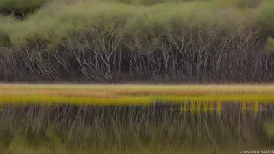 Extraordinary Diversity Wildlife of Marshes