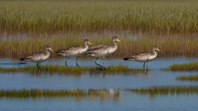 Extraordinary Diversity Wildlife of Marshes