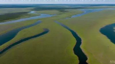 Extraordinary Diversity Wildlife of Marshes
