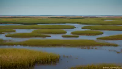 Extraordinary Diversity Wildlife of Marshes