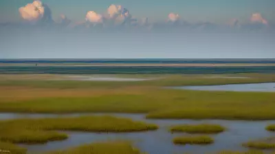 Extraordinary Diversity Wildlife of Marshes