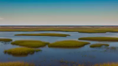 Extraordinary Diversity Wildlife of Marshes