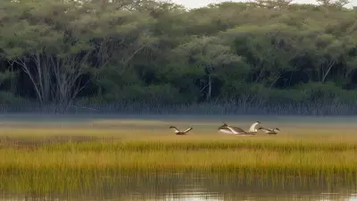 Extraordinary Diversity Wildlife of Marshes