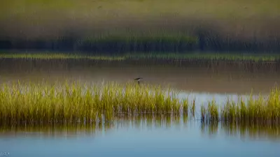 Extraordinary Diversity Wildlife of Marshes