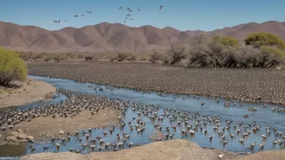 Expressive Wildlife Photography Flocking Birds in Their Natural Habitat