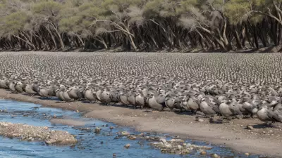 Expressive Wildlife Photography Flocking Birds in Their Natural Habitat