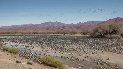 Expressive Wildlife Photography Flocking Birds in Their Natural Habitat