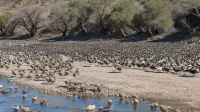 Expressive Wildlife Photography Flocking Birds in Their Natural Habitat