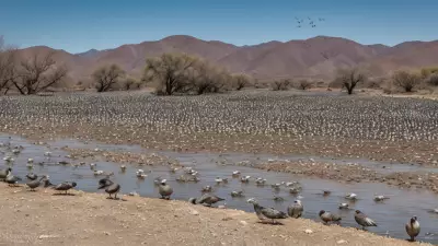 Expressive Wildlife Photography Flocking Birds in Their Natural Habitat