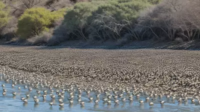 Expressive Wildlife Photography Flocking Birds in Their Natural Habitat
