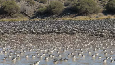 Expressive Wildlife Photography Flocking Birds in Their Natural Habitat