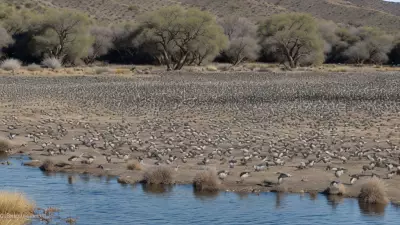Expressive Wildlife Photography Flocking Birds in Their Natural Habitat
