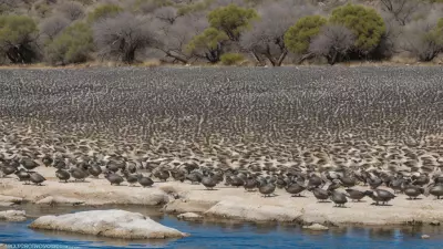Expressive Wildlife Photography Flocking Birds in Their Natural Habitat