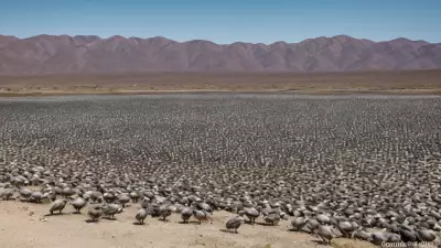 Expressive Wildlife Photography Flocking Birds in Their Natural Habitat