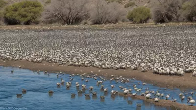 Expressive Wildlife Photography Flocking Birds in Their Natural Habitat