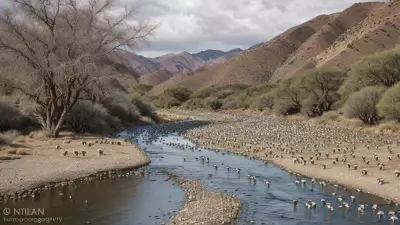 Expressive Wildlife Photography Flocking Birds in Their Natural Habitat