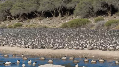 Expressive Wildlife Photography Flocking Birds in Their Natural Habitat