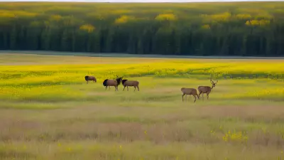 Seasonal Changes The Momentary Magic of Prairies