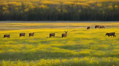 Seasonal Changes The Momentary Magic of Prairies