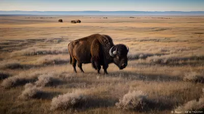 Sacred Union Robert Irwin Photographs a Bison Standing Against Vast Prairie Negative Space