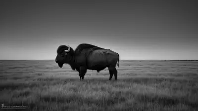 Sacred Union Robert Irwin Photographs a Bison Standing Against Vast Prairie Negative Space
