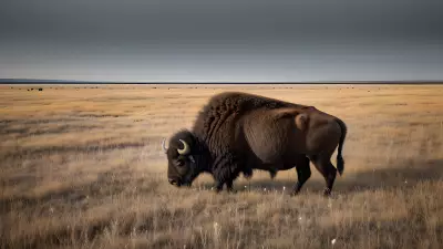 Sacred Union Robert Irwin Photographs a Bison Standing Against Vast Prairie Negative Space