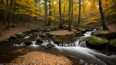 Transient Beauty in the Temperate Forest Capturing Contrasts in Nature's Elusive Protagonist