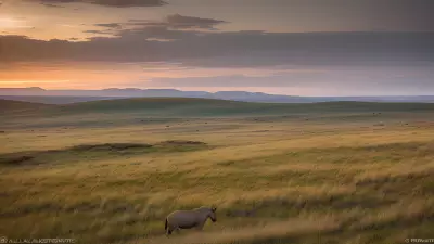 Diverse Grasslands Capturing the Pristine Landscapes and Unique Protagonists in the Rule of Thirds