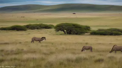 Diverse Grasslands Capturing the Pristine Landscapes and Unique Protagonists in the Rule of Thirds