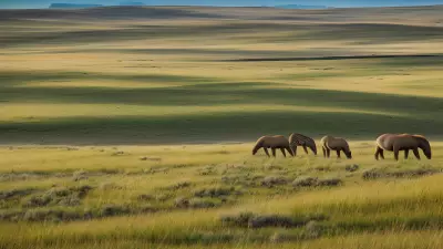 Diverse Grasslands Capturing the Pristine Landscapes and Unique Protagonists in the Rule of Thirds