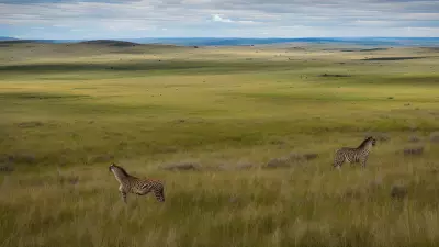 Diverse Grasslands Capturing the Pristine Landscapes and Unique Protagonists in the Rule of Thirds