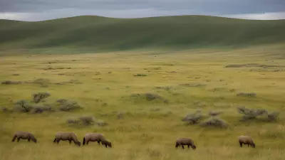 Diverse Grasslands Capturing the Pristine Landscapes and Unique Protagonists in the Rule of Thirds