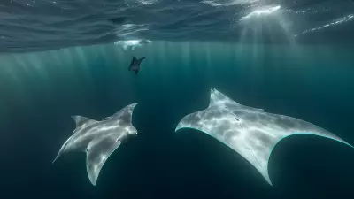 Majestic world underwater a close encounter with majestic manta rays
